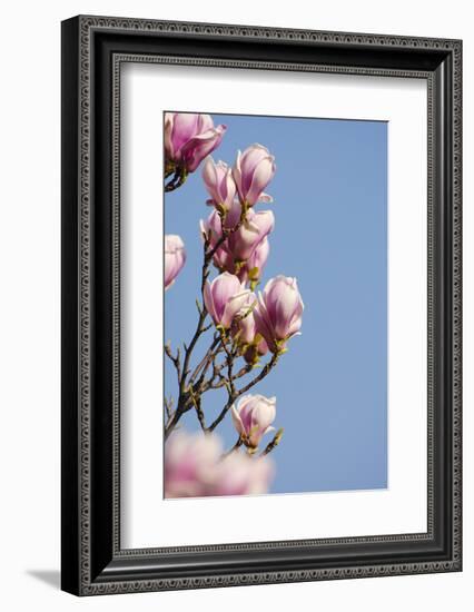 Magnolia Blossom, Tulip Magnolia-Herbert Kehrer-Framed Photographic Print