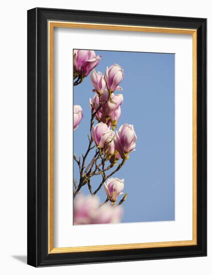 Magnolia Blossom, Tulip Magnolia-Herbert Kehrer-Framed Photographic Print