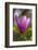 Magnolia Blossom-Brigitte Protzel-Framed Photographic Print