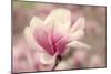 Magnolia Blossom-Jessica Jenney-Mounted Photographic Print