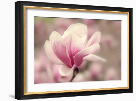 Magnolia Blossom-Jessica Jenney-Framed Photographic Print