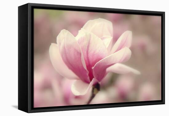 Magnolia Blossom-Jessica Jenney-Framed Premier Image Canvas