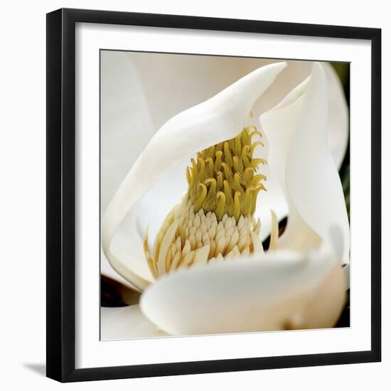 magnolia blossom-Lori Hutchison-Framed Photographic Print