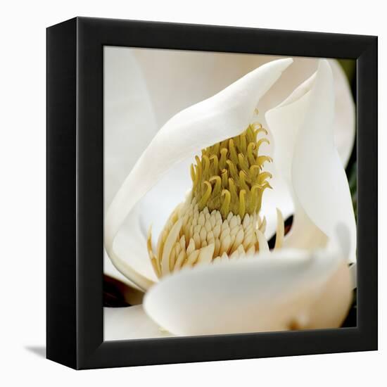 magnolia blossom-Lori Hutchison-Framed Stretched Canvas