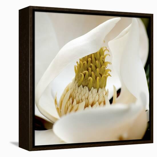 magnolia blossom-Lori Hutchison-Framed Stretched Canvas