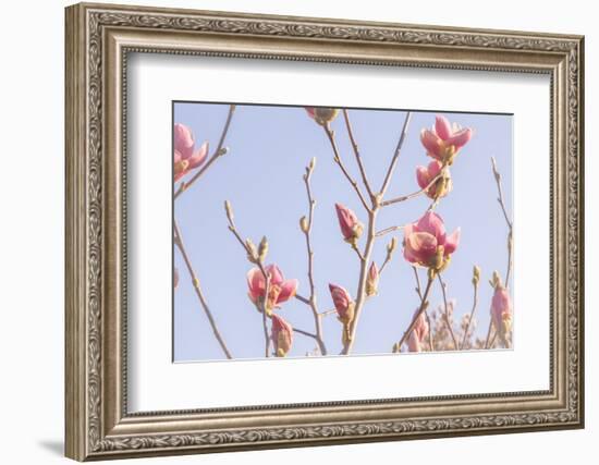 Magnolia Blossoms - Beautyful Blossoms in the Spring-Petra Daisenberger-Framed Photographic Print