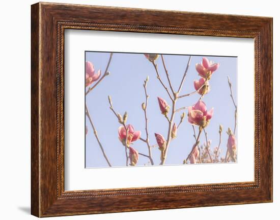 Magnolia Blossoms - Beautyful Blossoms in the Spring-Petra Daisenberger-Framed Photographic Print