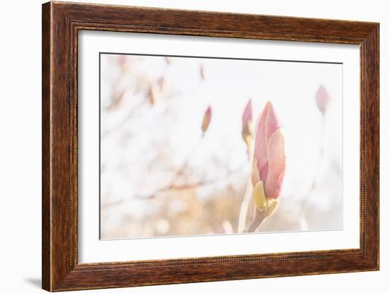 Magnolia Blossoms, Beautyful Blossoms in the Spring-Petra Daisenberger-Framed Photographic Print