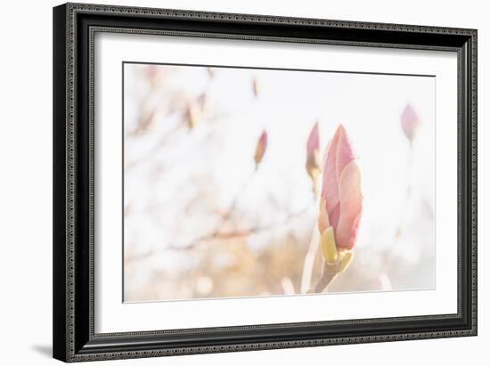 Magnolia Blossoms, Beautyful Blossoms in the Spring-Petra Daisenberger-Framed Photographic Print