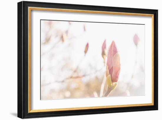 Magnolia Blossoms, Beautyful Blossoms in the Spring-Petra Daisenberger-Framed Photographic Print