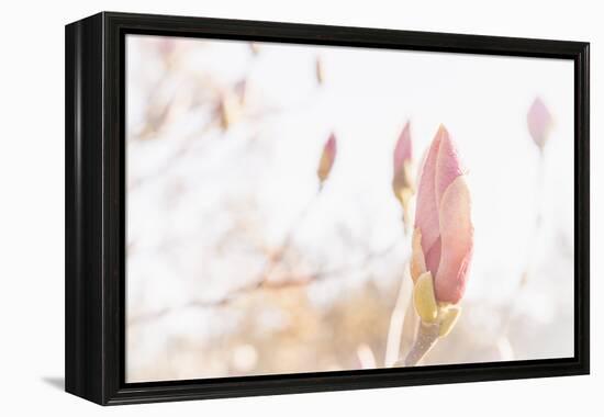 Magnolia Blossoms, Beautyful Blossoms in the Spring-Petra Daisenberger-Framed Premier Image Canvas