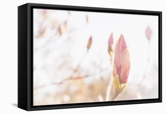 Magnolia Blossoms, Beautyful Blossoms in the Spring-Petra Daisenberger-Framed Premier Image Canvas