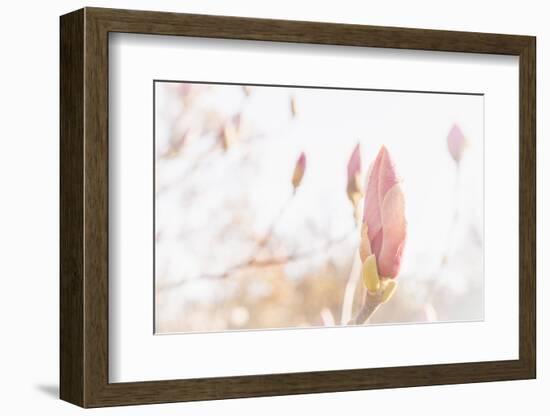 Magnolia Blossoms, Beautyful Blossoms in the Spring-Petra Daisenberger-Framed Photographic Print