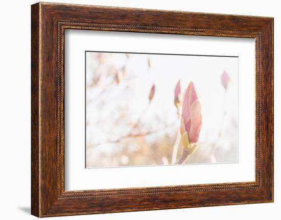 Magnolia Blossoms, Beautyful Blossoms in the Spring-Petra Daisenberger-Framed Photographic Print