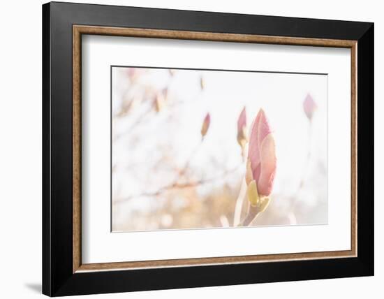 Magnolia Blossoms, Beautyful Blossoms in the Spring-Petra Daisenberger-Framed Photographic Print