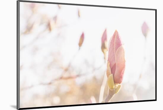 Magnolia Blossoms, Beautyful Blossoms in the Spring-Petra Daisenberger-Mounted Photographic Print