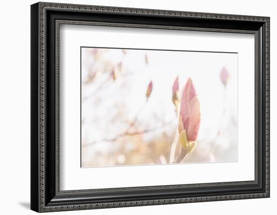 Magnolia Blossoms, Beautyful Blossoms in the Spring-Petra Daisenberger-Framed Photographic Print