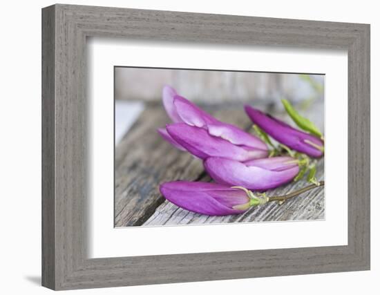 Magnolia, Blossoms, Buds, Magenta-Andrea Haase-Framed Photographic Print