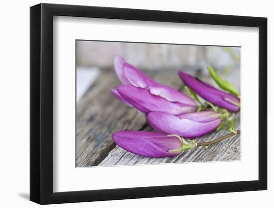 Magnolia, Blossoms, Buds, Magenta-Andrea Haase-Framed Photographic Print