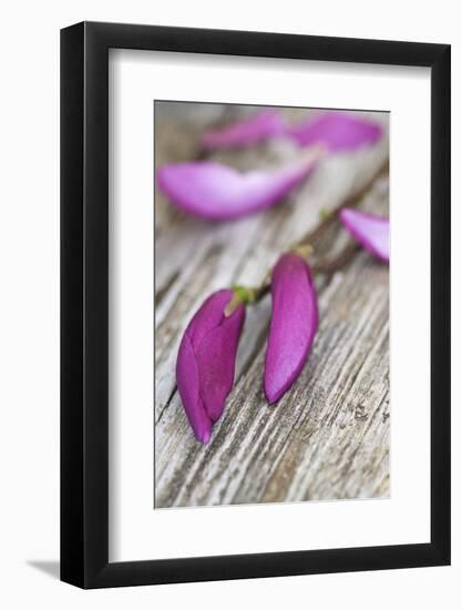 Magnolia, Blossoms, Buds, Magenta-Andrea Haase-Framed Photographic Print