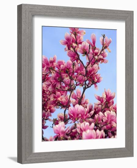 Magnolia Blossoms, Central Park, NY-Rudi Von Briel-Framed Photographic Print