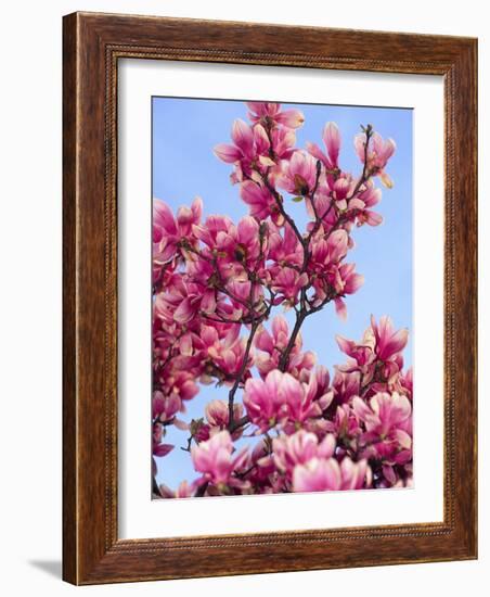 Magnolia Blossoms, Central Park, NY-Rudi Von Briel-Framed Photographic Print