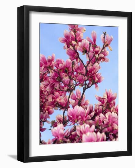 Magnolia Blossoms, Central Park, NY-Rudi Von Briel-Framed Photographic Print