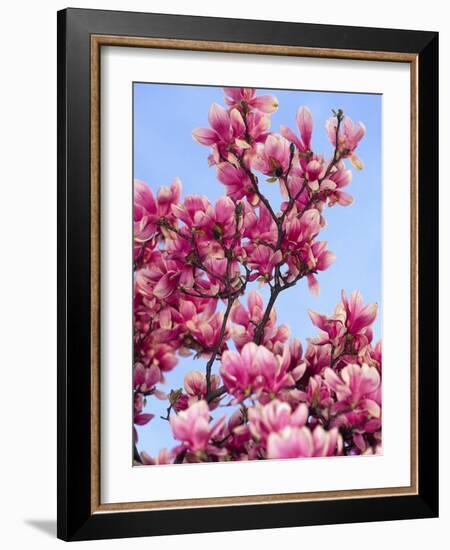 Magnolia Blossoms, Central Park, NY-Rudi Von Briel-Framed Photographic Print