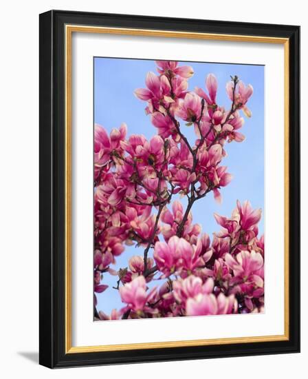 Magnolia Blossoms, Central Park, NY-Rudi Von Briel-Framed Photographic Print