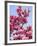 Magnolia Blossoms, Central Park, NY-Rudi Von Briel-Framed Photographic Print