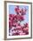 Magnolia Blossoms, Central Park, NY-Rudi Von Briel-Framed Photographic Print