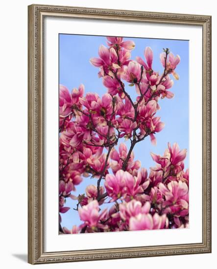 Magnolia Blossoms, Central Park, NY-Rudi Von Briel-Framed Photographic Print