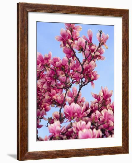 Magnolia Blossoms, Central Park, NY-Rudi Von Briel-Framed Photographic Print