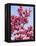 Magnolia Blossoms, Central Park, NY-Rudi Von Briel-Framed Premier Image Canvas