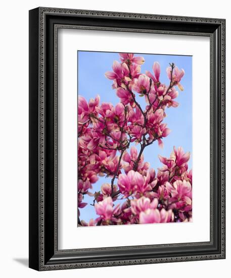 Magnolia Blossoms, Central Park, NY-Rudi Von Briel-Framed Photographic Print