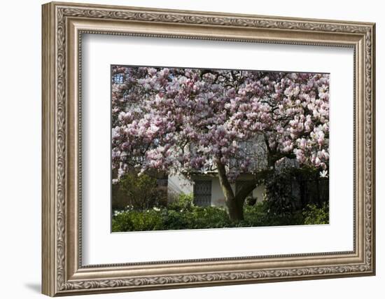 Magnolia blossoms on tree outside a house-Natalie Tepper-Framed Photo