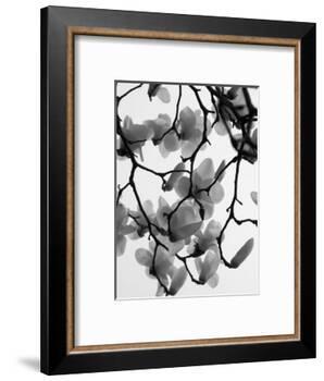 Magnolia Blossoms Silhouetted in Black and White on a Tree-Andrea Sperling-Framed Photographic Print