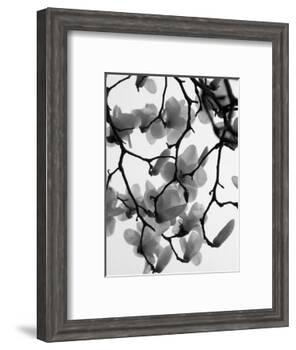 Magnolia Blossoms Silhouetted in Black and White on a Tree-Andrea Sperling-Framed Photographic Print