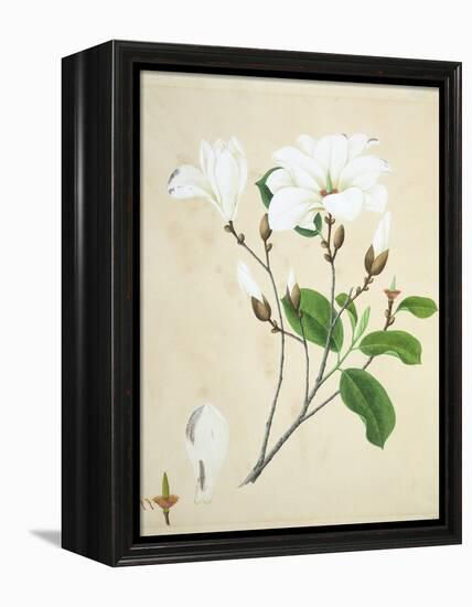 Magnolia, c.1800-40-null-Framed Premier Image Canvas