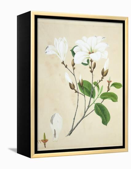 Magnolia, c.1800-40-null-Framed Premier Image Canvas