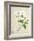 Magnolia, c.1800-40-null-Framed Giclee Print