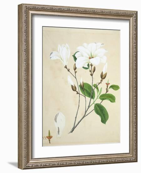 Magnolia, c.1800-40-null-Framed Giclee Print