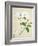 Magnolia, c.1800-40-null-Framed Giclee Print