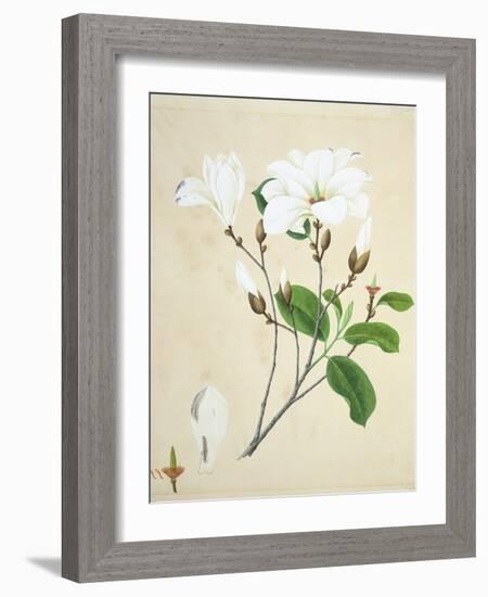 Magnolia, c.1800-40-null-Framed Giclee Print