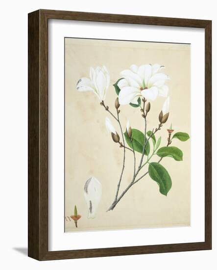 Magnolia, c.1800-40-null-Framed Giclee Print