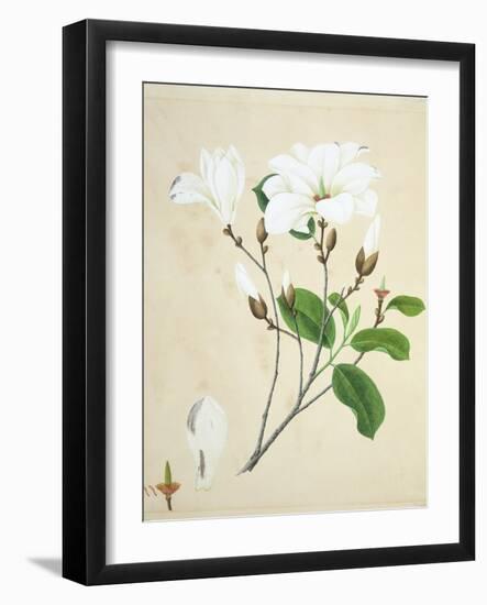 Magnolia, c.1800-40-null-Framed Giclee Print