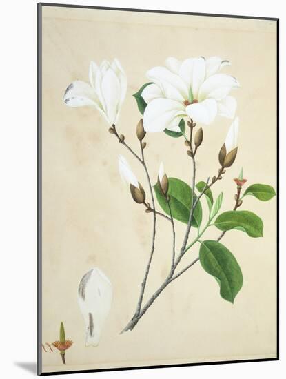 Magnolia, c.1800-40-null-Mounted Giclee Print