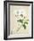 Magnolia, c.1800-40-null-Framed Giclee Print