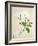 Magnolia, c.1800-40-null-Framed Giclee Print