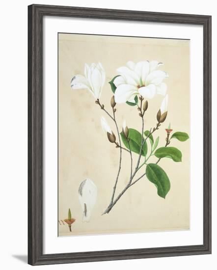 Magnolia, c.1800-40-null-Framed Giclee Print